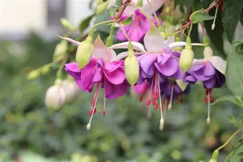 Hanging and standing balcony plants