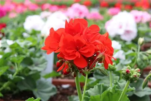 Geraniums ማባዛት - እራስህን መቁረጥ