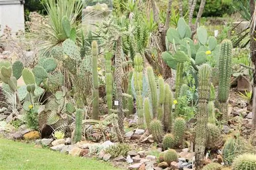 Cacti in the garden - create a cactus garden and cactus bed