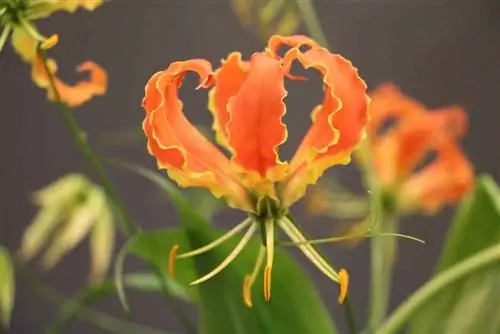 African climbing lily - Crown of Fame - Gloriosa