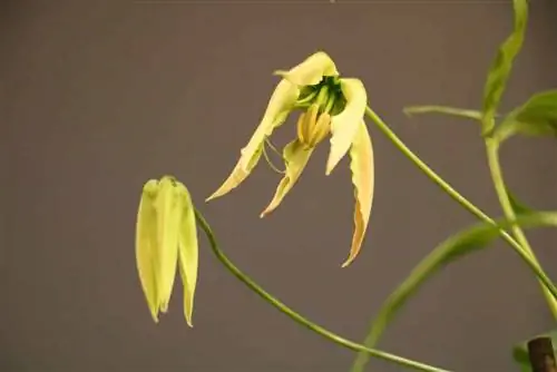 Berømmelseskrone, Gloriosa - Planting, stell og formering