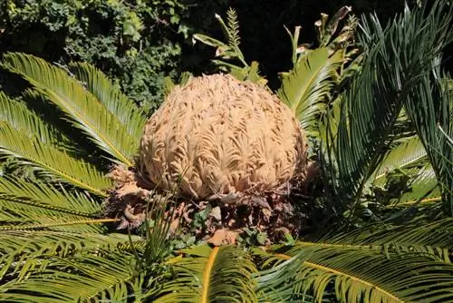 Cycas revoluta