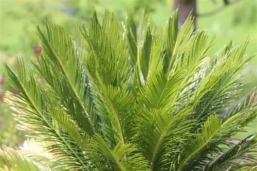 Cykas, Cycas revoluta - starostlivosť, hnojenie, prezimovanie, nákup