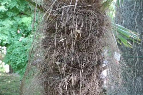 Palma konopná - Trachycarpus fortunei