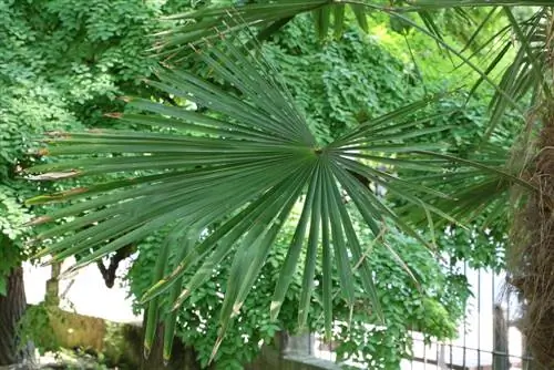 Hemp palm, Trachycarpus fortunei - care and overwintering