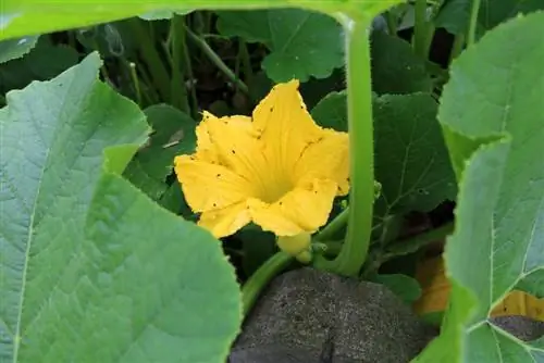 Flor de abóbora