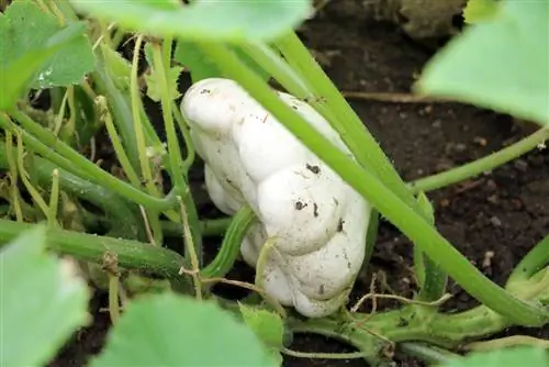 Bundeve Cucurbita patisson