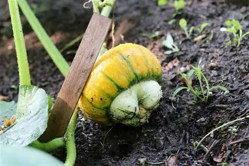 Cultivo de abóboras ornamentais para decoração - semeadura, cuidado e colheita