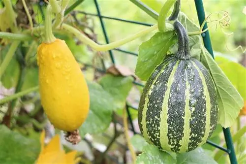 Ornamental pumpkins - are they edible or poisonous?