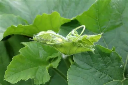 Plante de citrouille