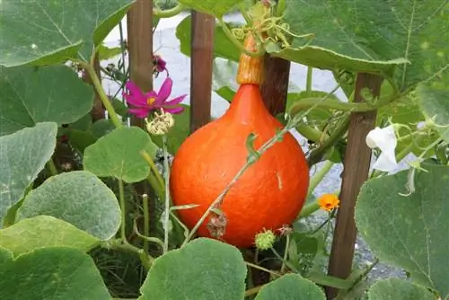 Hokkaido pumpkin