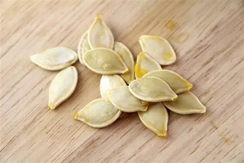 Everything about pumpkin seeds: sowing them and drying them after harvesting