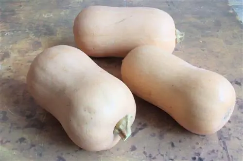 Carbassa butternut, carbassa butternut - cultiu i cura