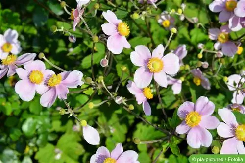 Hải quỳ mùa thu, Anemone hupehensis - chăm sóc, nhân giống, trú đông