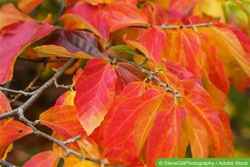 Arbre de fer, Parrotia persica - plantation et entretien