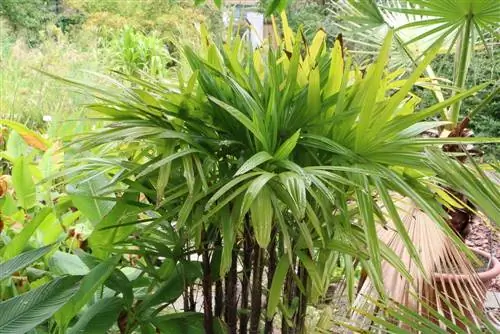 Palma floral, Rhapis excelsa - consejos de cuidado