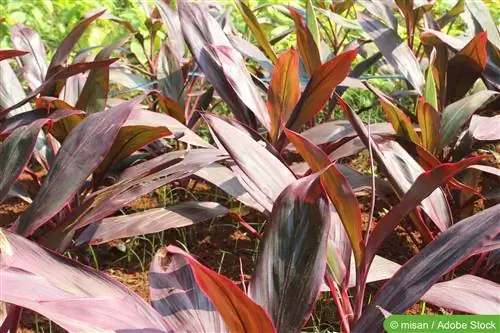 Lily ya kilabu, Cordyline - maagizo ya utunzaji