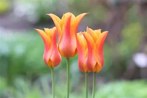 Tulip - Tulipa