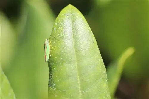 cicada