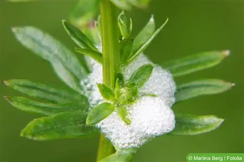 Lucha contra los s altamontes de la espuma: remedios contra los Aphrophoridae