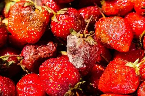 Moho gris en las fresas: combate la infestación por hongos