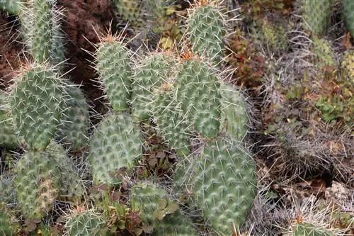 Hardy cacti - types, plants and care