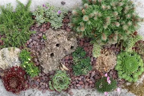 Plantes de jardí de roques resistents: llista de varietats perennes