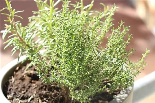 Thymus vulgaris - cultivation: location, planting and care