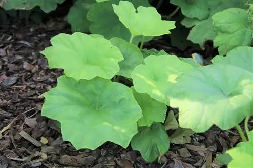 Table leaf, Astilboides tabularis - Lokasyon, Halaman & Pangangalaga