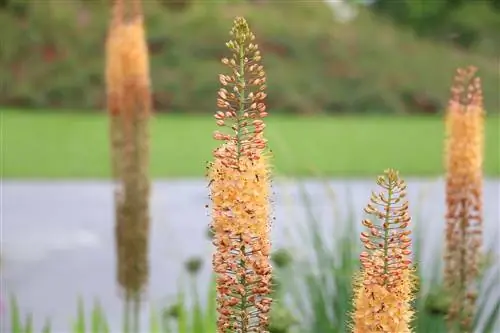 Steppelys, Eremurus - plantetid, planting og stell