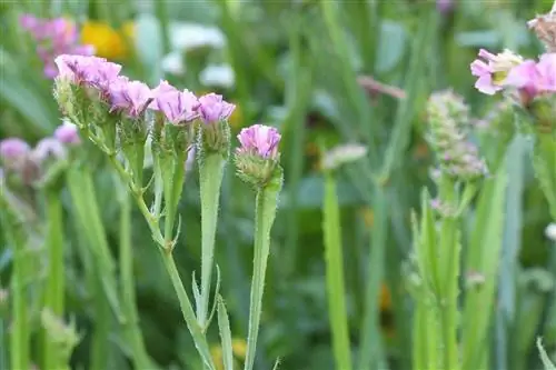 Lavender laut, limonium - penanaman dan penjagaan