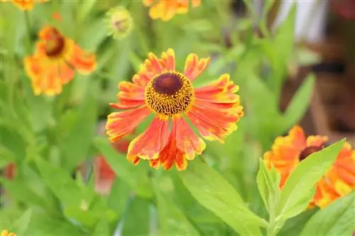 Sun Bride, Helenium - hooldus