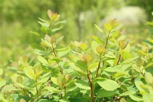 Սպիրաեա – Spiraea