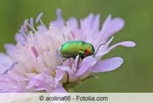 Scabiose ya kila mwaka hueneza kwa kujipanda mbegu