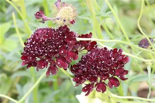 Scabiosa, Scabiosa - Սաբիոզա տնկել և խնամել