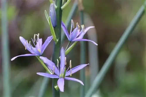 Crin de prerie - Camassia