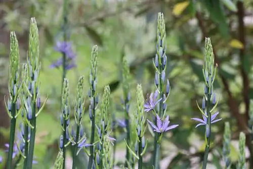 Lilia preriowa - Camassia