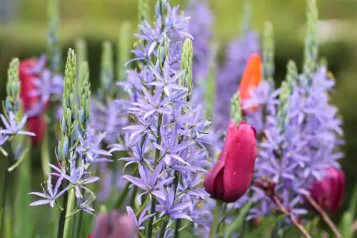 Giglio della prateria, Camassia - Piantare e curare