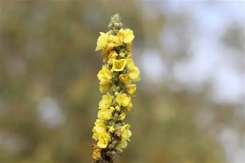 Mullein, Verbascum - petua penanaman dan penjagaan