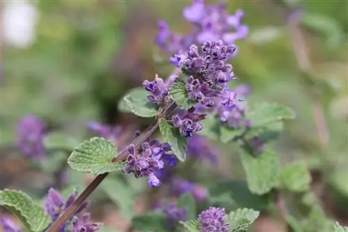 Catnip, Nepeta cataria - penanaman dan perawatan