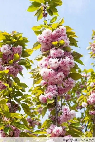 Prunus dulcis sont des arbres ornementaux décoratifs aux fleurs magnifiques