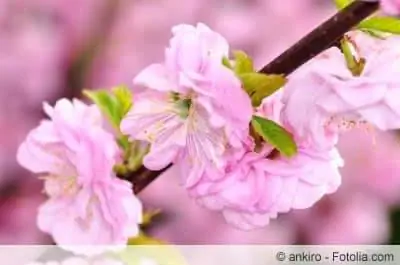 Almond trees in pots do not overwinter outdoors