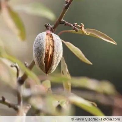 বেশিরভাগ বাদাম গাছই গ্রাফটেড হাইব্রিড