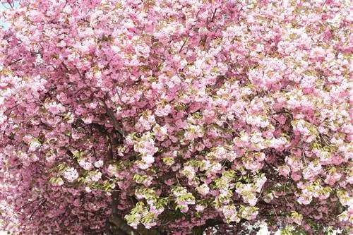 Stabla badema, Prunus dulcis - njega i rezanje