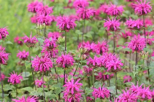 Gouden balsem, Indiase brandnetel - locatie, planten en verzorging