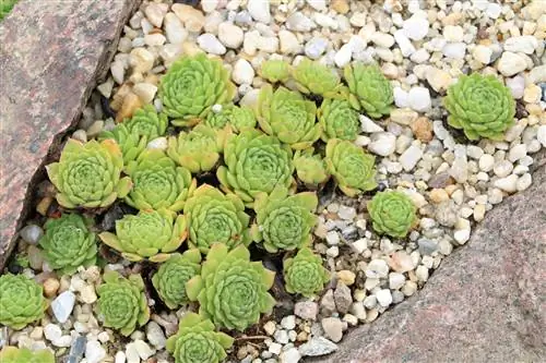 Houseleek, Sempervivum - Soorten vetplanten & Verzorging