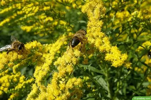 Oltin tayoq - Oltin Rue - Solidago