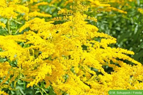 Goldenrod، goldenrue، solidago - مشخصات و مراقبت