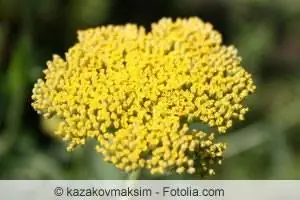 Como flor de pradera, la gavilla dorada se siente muy cómoda en el jardín de la cabaña.