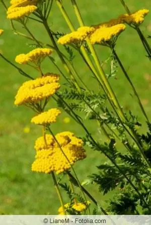 Tip menarik untuk perbatasan abadi: yarrow kuning